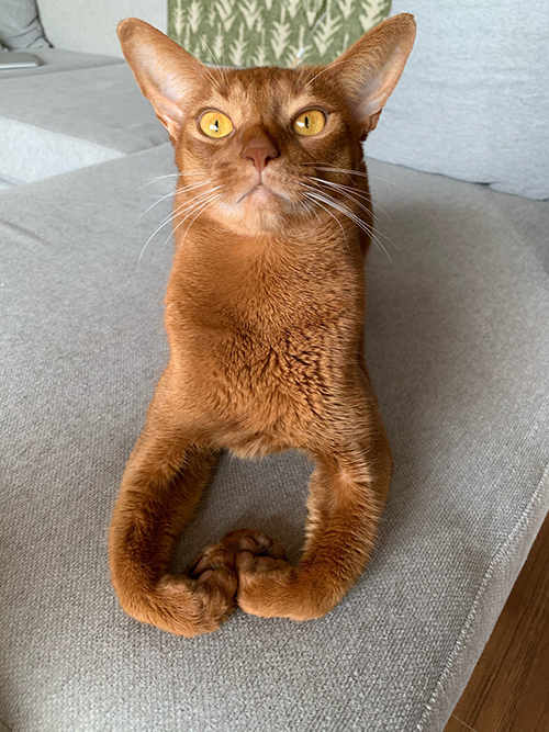 香箱座り ひな子 下手 との男 猫 手の甲