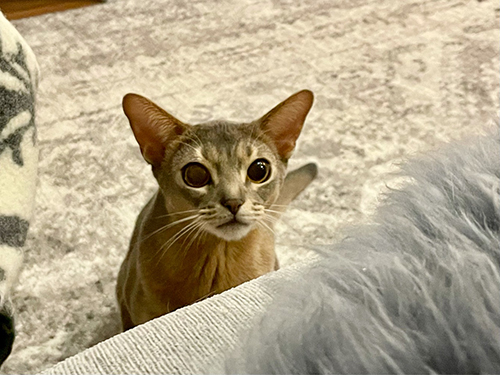 香箱座り ひな子 下手 との男 猫 手の甲