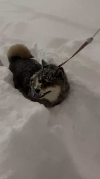 柴犬と雪