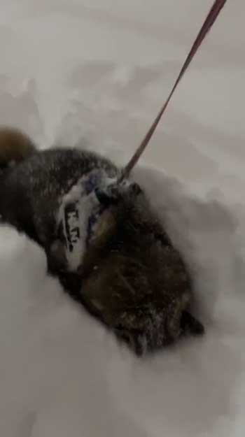 大雪 はしゃぐ 柴犬 保護犬 札幌 冬