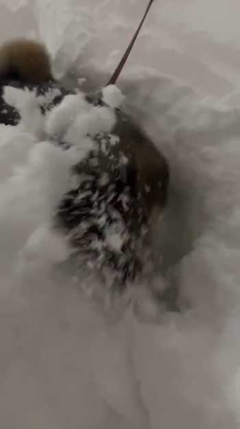 大雪 はしゃぐ 柴犬 保護犬 札幌 冬