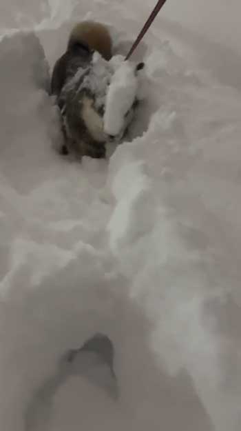 大雪 はしゃぐ 柴犬 保護犬 札幌 冬