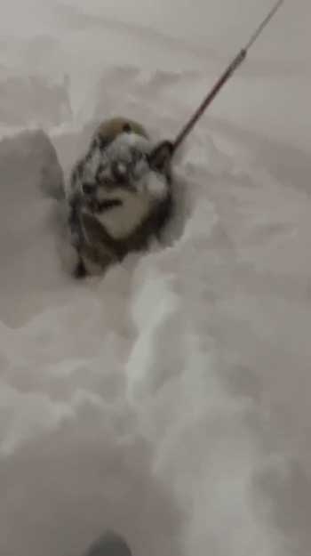 大雪 はしゃぐ 柴犬 保護犬 札幌 冬