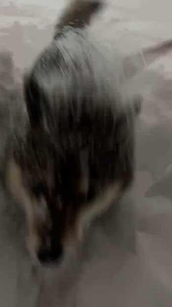 大雪 はしゃぐ 柴犬 保護犬 札幌 冬