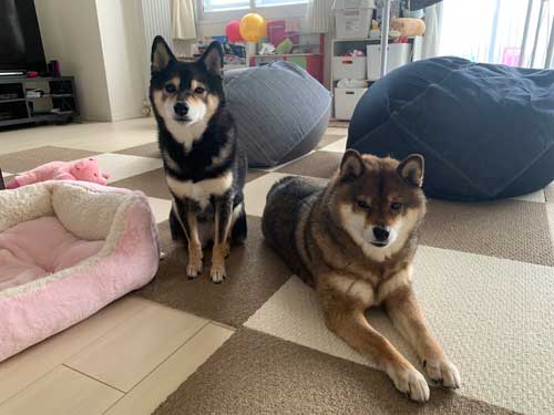 大雪 はしゃぐ 柴犬 保護犬 札幌 冬