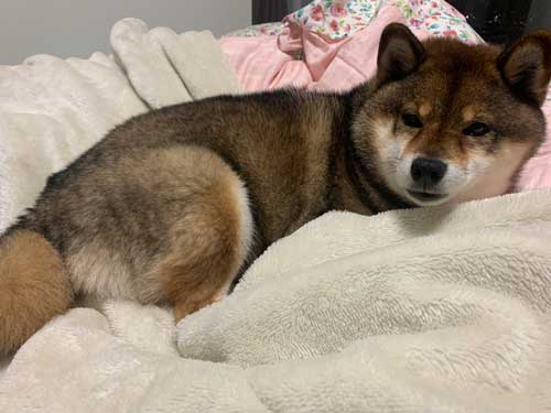 大雪 はしゃぐ 柴犬 保護犬 札幌 冬