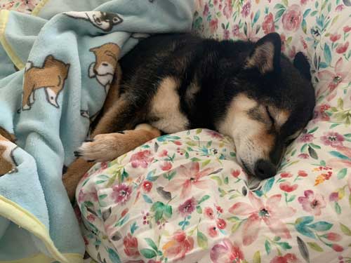 大雪 はしゃぐ 柴犬 保護犬 札幌 冬