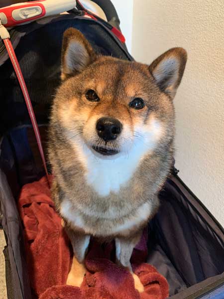 大雪 はしゃぐ 柴犬 保護犬 札幌 冬