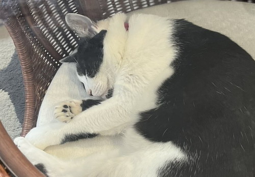 おちゃこ ラタン テーブル 丸見え ベッド 猫