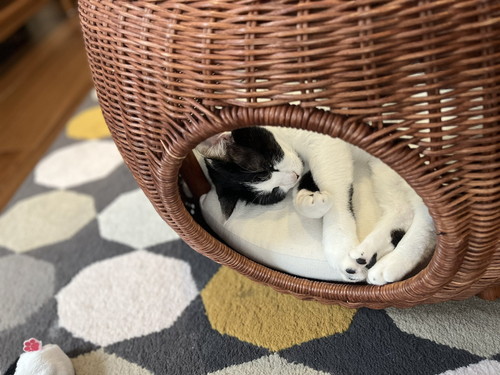 おちゃこ ラタン テーブル 丸見え ベッド 猫