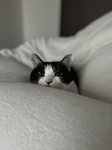 おちゃこ ラタン テーブル 丸見え ベッド 猫