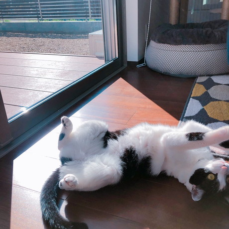 おちゃこ ラタン テーブル 丸見え ベッド 猫