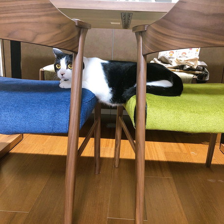 おちゃこ ラタン テーブル 丸見え ベッド 猫