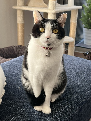 おちゃこ ラタン テーブル 丸見え ベッド 猫