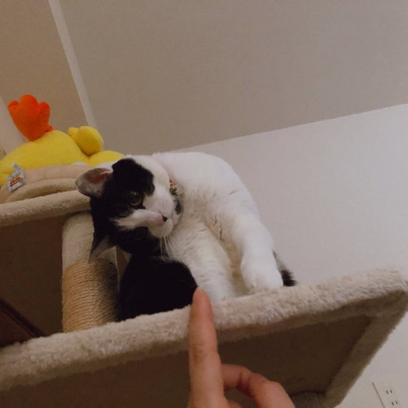 おちゃこ ラタン テーブル 丸見え ベッド 猫