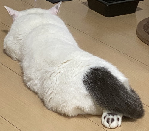 まお 猫 床暖房 魅力 やられた ごはん 水