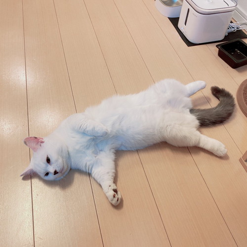 まお 猫 床暖房 魅力 やられた ごはん 水