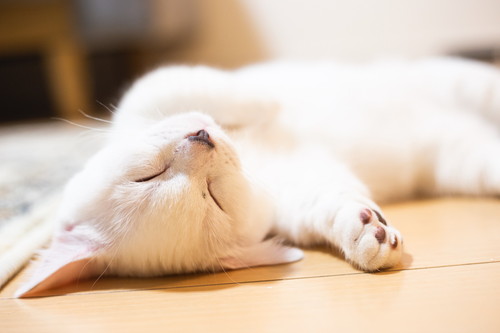 まお 猫 床暖房 魅力 やられた ごはん 水