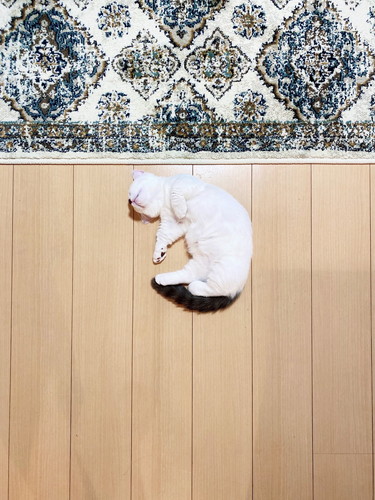 まお 猫 床暖房 魅力 やられた ごはん 水