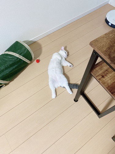 まお 猫 床暖房 魅力 やられた ごはん 水