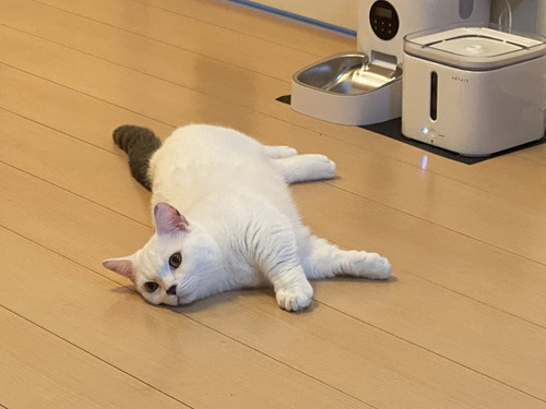 まお 猫 床暖房 魅力 やられた ごはん 水