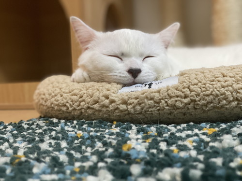 まお 猫 床暖房 魅力 やられた ごはん 水