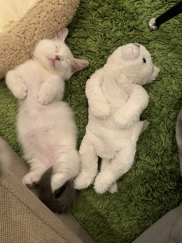 まお 猫 床暖房 魅力 やられた ごはん 水