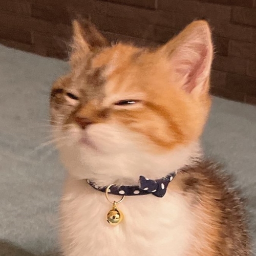 猫 むぎめ 薄目 眠気　長足 マンチカン 