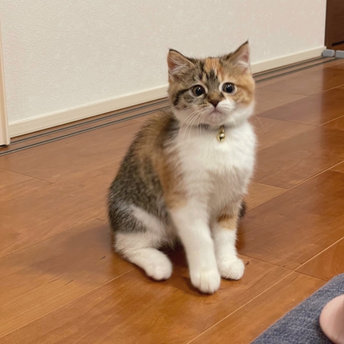 猫 むぎめ 薄目 眠気　長足 マンチカン 