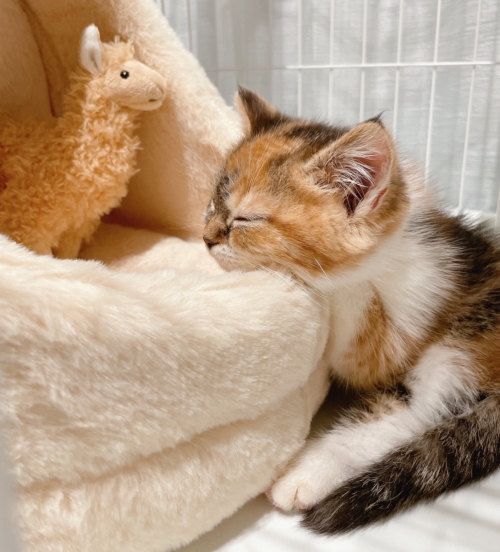 猫 むぎめ 薄目 眠気　長足 マンチカン 