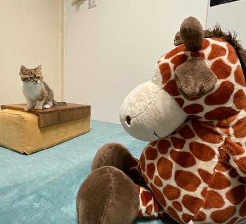 猫 むぎめ 薄目 眠気　長足 マンチカン 