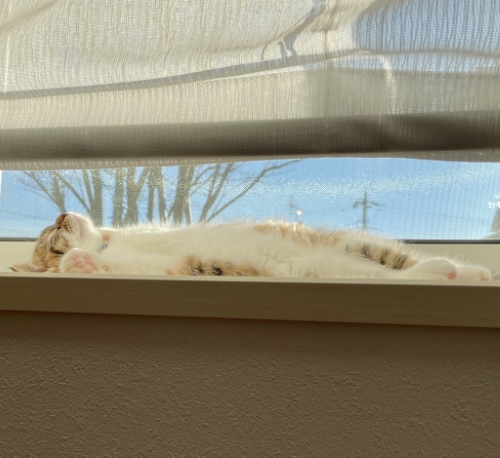 猫 むぎめ 薄目 眠気　長足 マンチカン 