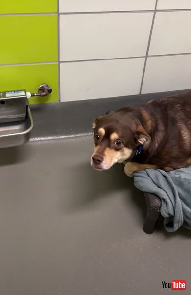 犬 子犬 保護犬 おもちゃ シェルター