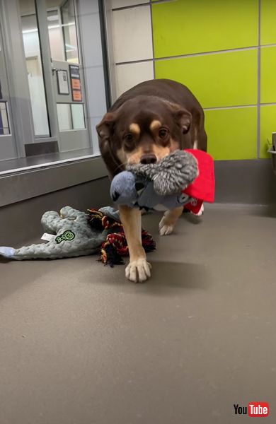 犬 子犬 保護犬 おもちゃ シェルター