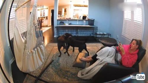 犬 はしゃぐ 飼い主 椅子 倒す