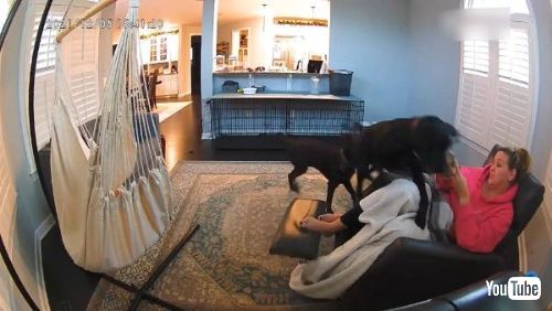 犬 はしゃぐ 飼い主 椅子 倒す