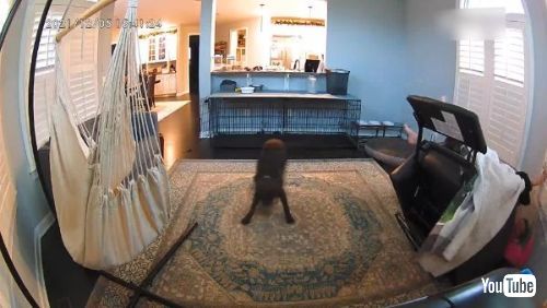 犬 はしゃぐ 飼い主 椅子 倒す