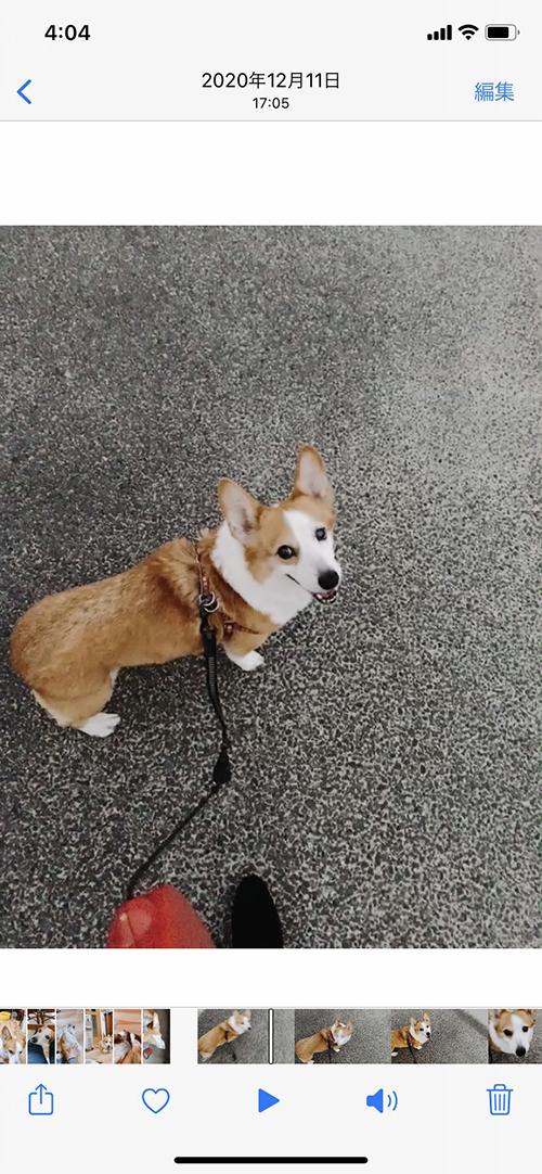 見上げるレモンちゃん 犬 感動 わんこ 涙 エピソード イラスト かわいい コーギー