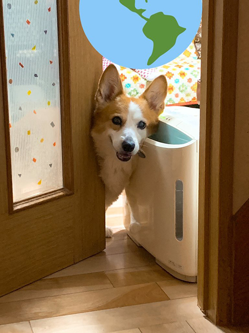 のぞき込むレモンちゃん 犬 感動 わんこ 涙 エピソード イラスト かわいい コーギー