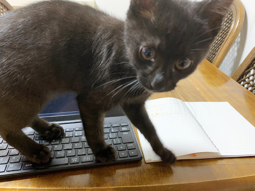 子猫アップ 犬 感動 わんこ 涙 エピソード イラスト かわいい コーギー