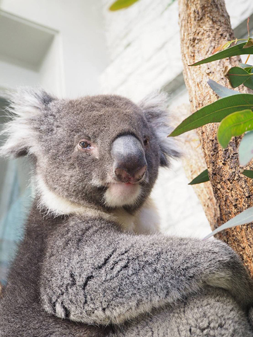 ゆうきさん顔アップ
