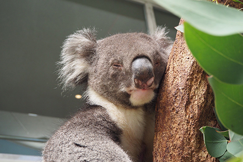 ゆうきさん寝顔