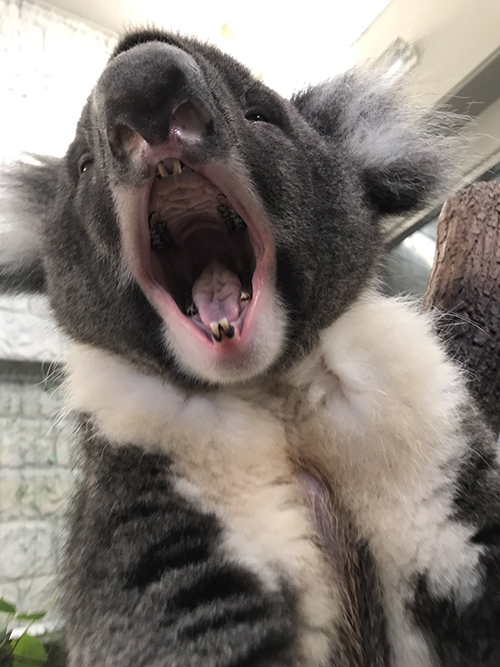 あくびするゆうきさん