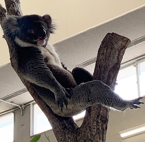 見てるゆうきさんトリミング