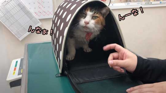 25歳 元気 猫 お手入れ 病院 定期検診 高齢 動物病院 獣医師 ねこ かわいい 癒やされる 動画