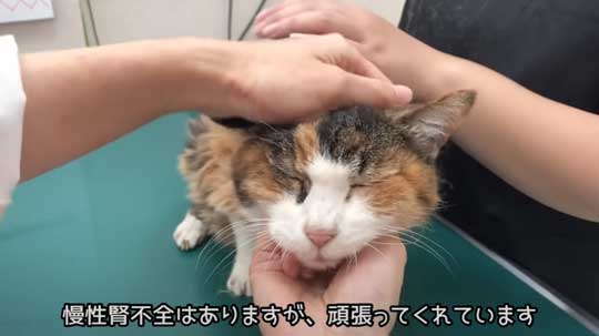 25歳 元気 猫 お手入れ 病院 定期検診 高齢  動物病院 獣医師 ねこ かわいい 癒やされる 動画