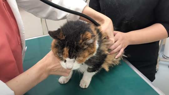 25歳 元気 猫 お手入れ 病院 定期検診 高齢  動物病院 獣医師 ねこ かわいい 癒やされる 動画