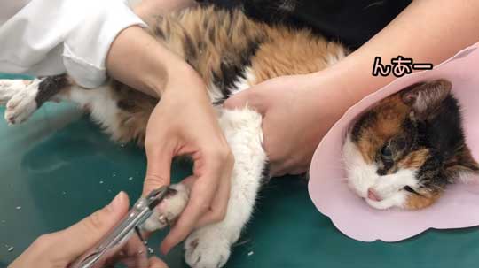 25歳 元気 猫 お手入れ 病院 定期検診 高齢