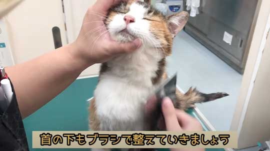 25歳 元気 猫 お手入れ 病院 定期検診 高齢