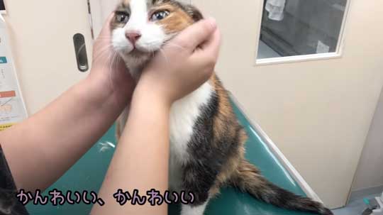 25歳 元気 猫 お手入れ 病院 定期検診 高齢  動物病院 獣医師 ねこ かわいい 癒やされる 動画